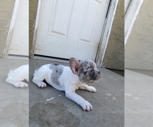 French Bulldog Puppy for sale in DEL MAR, CA, USA