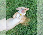 Small #2 Basset Hound Mix