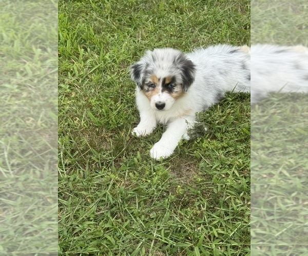 Medium Photo #5 Australian Shepherd Puppy For Sale in BALLSTON LAKE, NY, USA