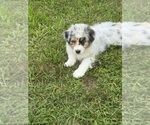 Puppy Bombshell Australian Shepherd