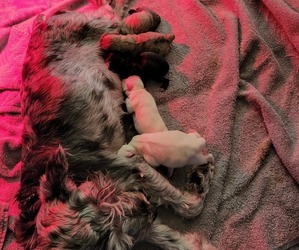 Affenpinscher-Miniature Schnauzer Mix Puppy for sale in CUTLER BAY, FL, USA