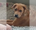 Small #9 Boxer Mix