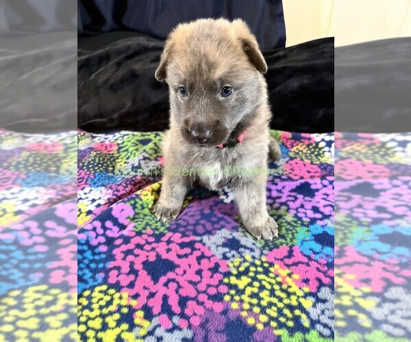 Medium Photo #3 German Shepherd Dog Puppy For Sale in PIEDMONT, MO, USA