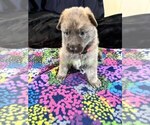 Holiday Garland - Female German Shepherd Dog Puppy for Sale - Photo #3