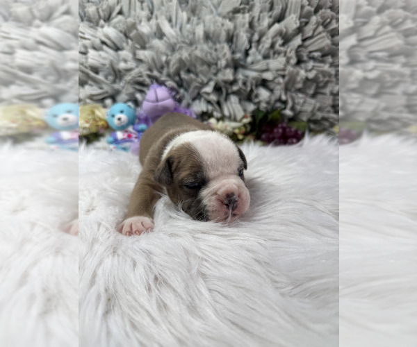 Medium Photo #12 Olde English Bulldogge Puppy For Sale in AUSTIN, TX, USA