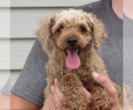 Small Photo #1 Poodle (Toy) Puppy For Sale in HANCOCK, MN, USA