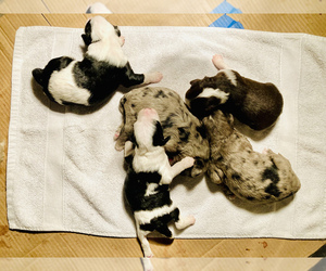 F2 Aussiedoodle Puppy for sale in SPOKANE, WA, USA