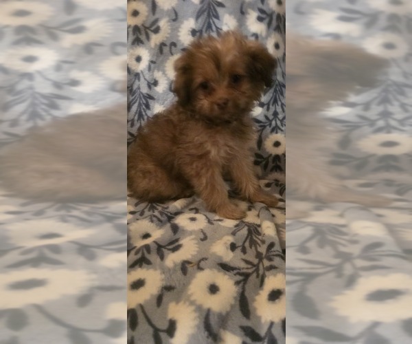 Medium Photo #8 Maltese-Maltipom Mix Puppy For Sale in HUDSON, MA, USA