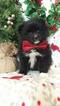 Small Photo #2 Pomeranian Puppy For Sale in EDEN, PA, USA