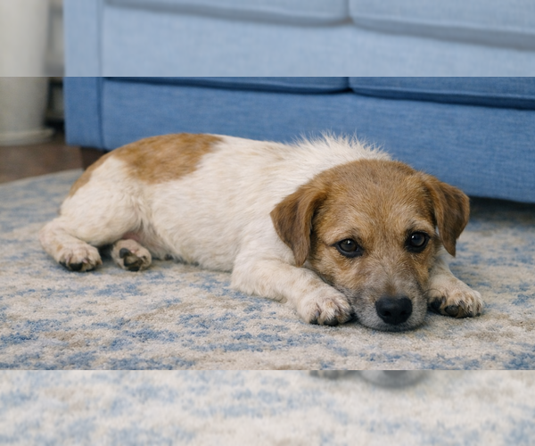 Medium Photo #2 Jack Russell Terrier Puppy For Sale in Grovertown, IN, USA