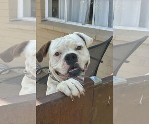 Bulloxer Dogs for adoption in Phoenix, AZ, USA