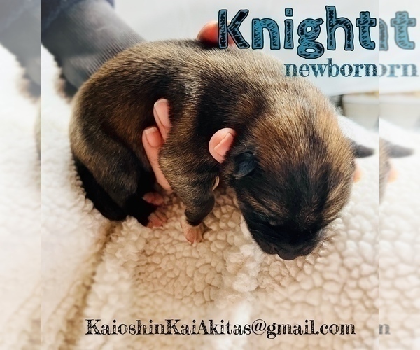 Medium Photo #52 Akita Puppy For Sale in BUTLER, PA, USA