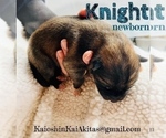 Small Photo #52 Akita Puppy For Sale in BUTLER, PA, USA