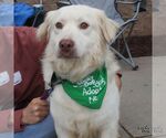 Small #7 Great Pyrenees-Retriever  Mix