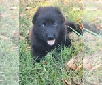 Small Photo #4 German Shepherd Dog Puppy For Sale in BURLESON, TX, USA