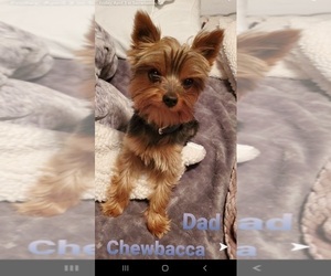 Father of the Yorkshire Terrier puppies born on 12/14/2022