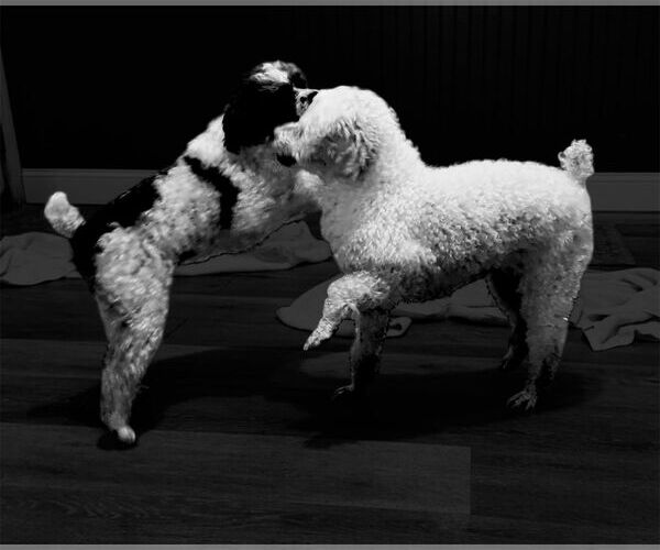 Medium Photo #4 Poodle (Miniature) Puppy For Sale in Pacolet, SC, USA