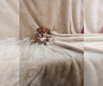 Small Photo #2 Chihuahua Puppy For Sale in JACKSON, GA, USA