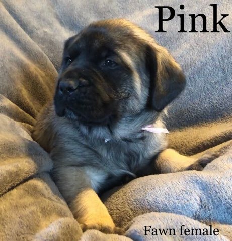 Medium Photo #8 Mastiff Puppy For Sale in MANSFIELD, OH, USA