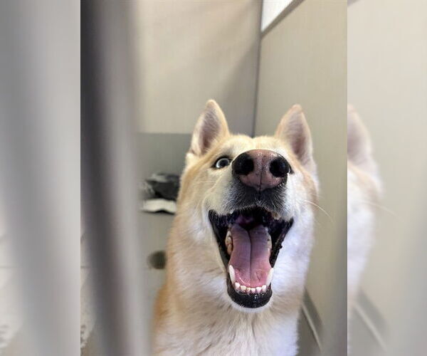 Medium Photo #1 Siberian Husky Puppy For Sale in Sugar Land, TX, USA