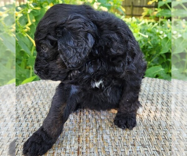 Medium Photo #7 F2 Aussiedoodle Puppy For Sale in COLUMBIA, TN, USA