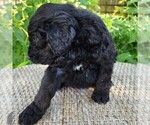 Small #6 F2 Aussiedoodle