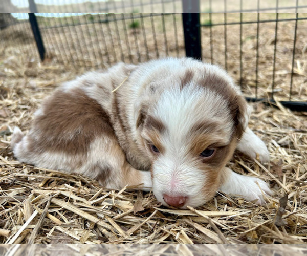 Medium Photo #40 Australian Shepherd Puppy For Sale in SMITHS GROVE, KY, USA