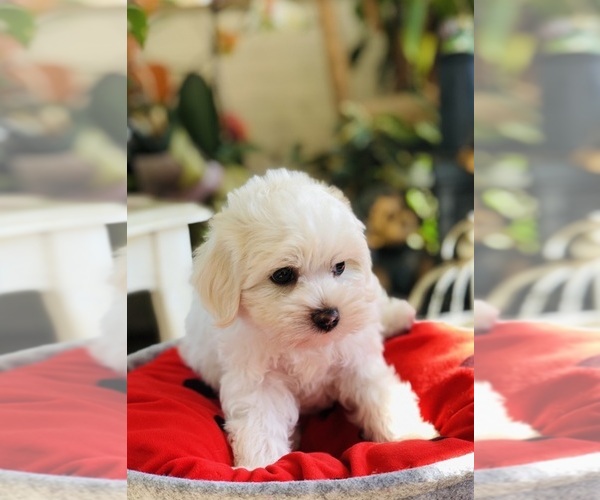 Medium Photo #5 Maltese Puppy For Sale in LOS ANGELES, CA, USA