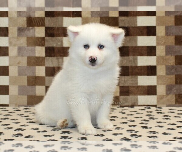 Medium Photo #4 Pomsky Puppy For Sale in DENVER, PA, USA