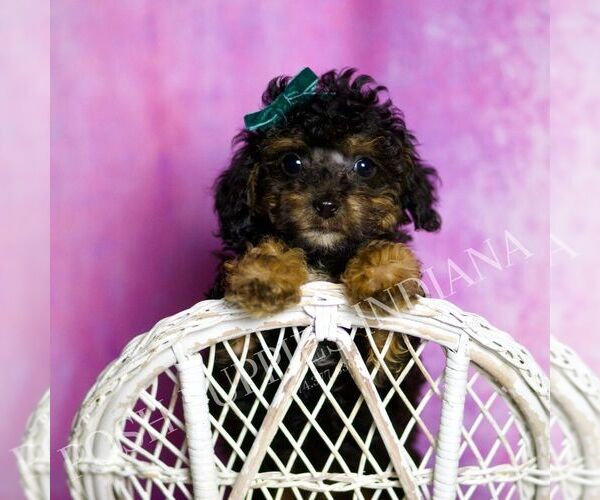 Medium Photo #26 Poodle (Toy) Puppy For Sale in WARSAW, IN, USA