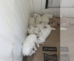 Small #4 American Eskimo Dog