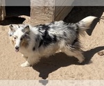 Small #3 Shetland Sheepdog