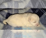 Small Photo #4 Maltese Puppy For Sale in ATHENS, AL, USA