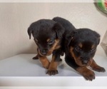 Small #2 Rottweiler