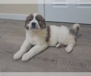 Newfoundland-Saint Bernard Mix Puppy for sale in COLVILLE, WA, USA