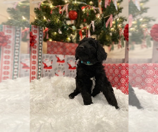 Medium Photo #1 Goldendoodle-Poodle (Standard) Mix Puppy For Sale in SURGOINSVILLE, TN, USA