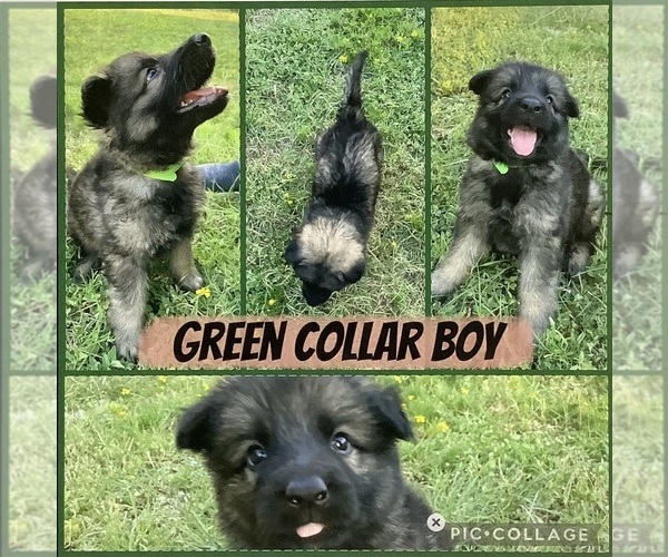 Medium Photo #2 German Shepherd Dog Puppy For Sale in WACO, TX, USA