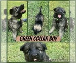 Small #1 German Shepherd Dog
