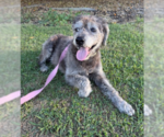Small Photo #3 Poodle (Miniature)-Unknown Mix Puppy For Sale in San Diego, CA, USA