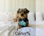 Small Photo #5 Yorkshire Terrier Puppy For Sale in COOKEVILLE, TN, USA
