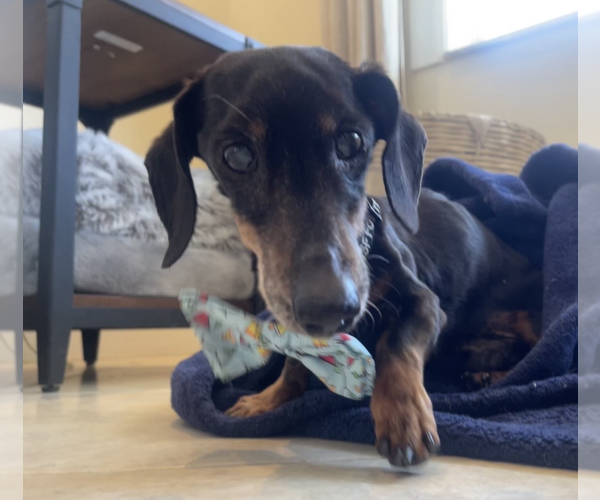 Medium Photo #2 Dachshund Puppy For Sale in Weston, FL, USA