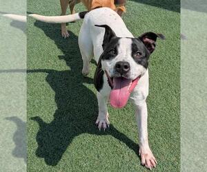 American Pit Bull Terrier-Labrador Retriever Mix Dogs for adoption in Rockwall, TX, USA