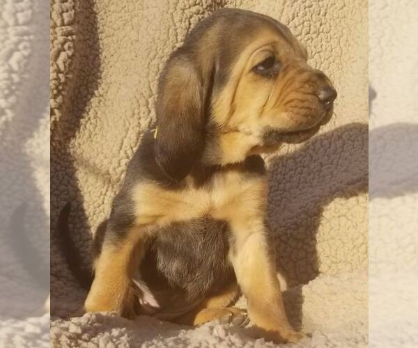 Medium Photo #2 Bloodhound Puppy For Sale in TOCCOA, GA, USA