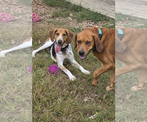 Medium Photo #26 Golden Retriever-Unknown Mix Puppy For Sale in Rustburg, VA, USA