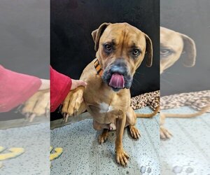 Boxer-Unknown Mix Dogs for adoption in Osgood, IN, USA