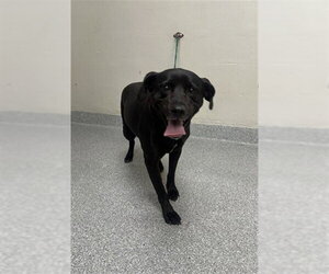 Labrador Retriever-Unknown Mix Dogs for adoption in Pasadena, TX, USA