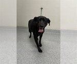 DIXIE - Female Labrador Retriever-Unknown Mix Dog for Adoption - Small photo
