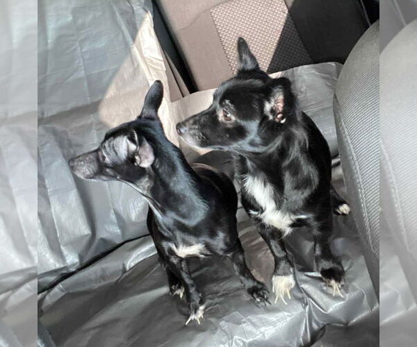 Medium Photo #2 Chihuahua-Unknown Mix Puppy For Sale in Grafton, WI, USA