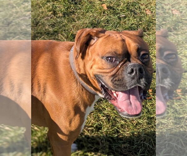 Medium Photo #2 Boxer Puppy For Sale in Muskegon, MI, USA