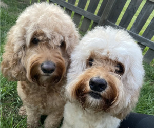 Mother of the Cock-A-Poo puppies born on 10/07/2025